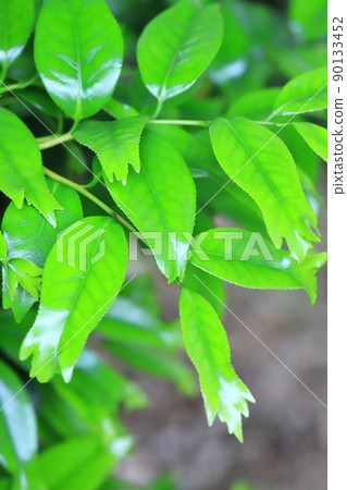 三裂葉尖金魚山茶幼葉 90133452