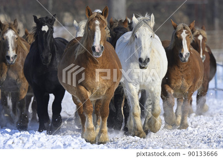 Horse chasing campaign 90133666