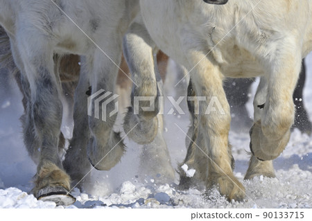 Horse chasing campaign Horse chasing campaign 90133715