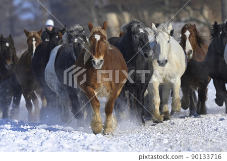 Horse chasing campaign Horse chasing campaign 90133716