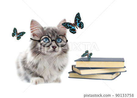 Sitting gray kitten in a round glasses, books and butterflies isolated on white background Sitting gray kitten in a round glasses, books and butterflies isolated on white background 90133758