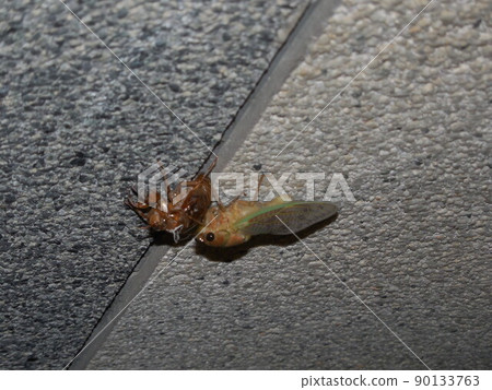 Emerged brown cicada 90133763