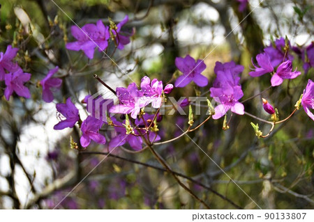 杜鵑花杜鵑花 90133807