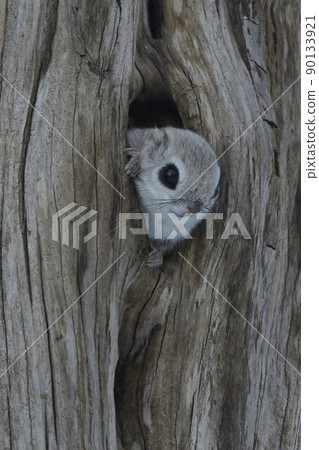 Ezomomonga Ezomomonga 90133921