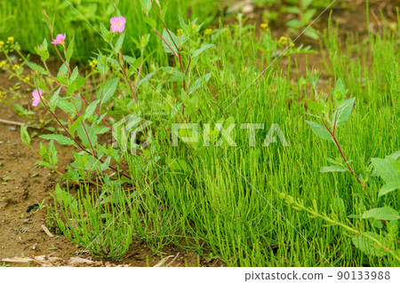Horsetail tea that is said to be good for your health Horsetail tea that is said to be good for your health 90133988