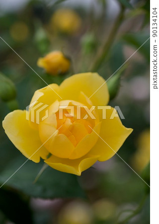 Yellow English rose butter cup 90134104