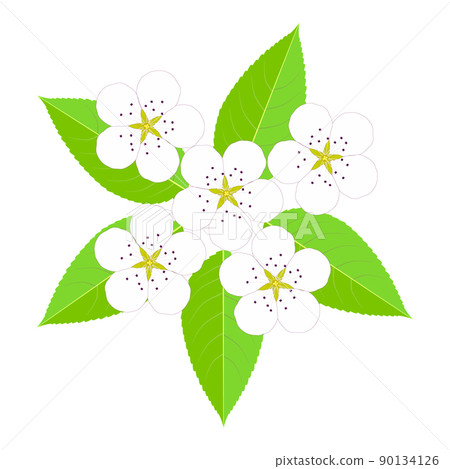 White flowers and green leaves of pears 90134126