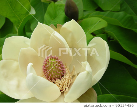 杜鵑花黃色 90134486