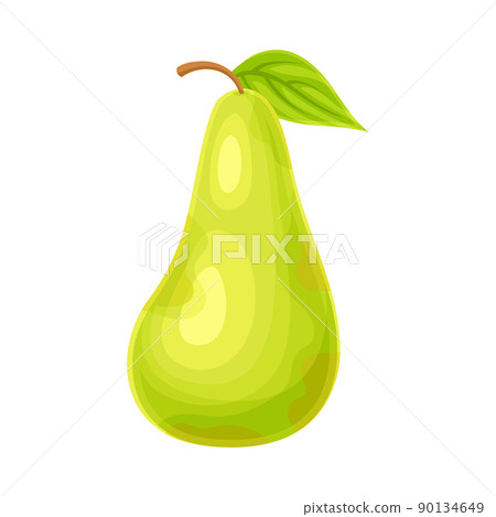 Whole Ripe Green Pear Pomaceous Fruit as Organic Garden Crop Vector Illustration 90134649