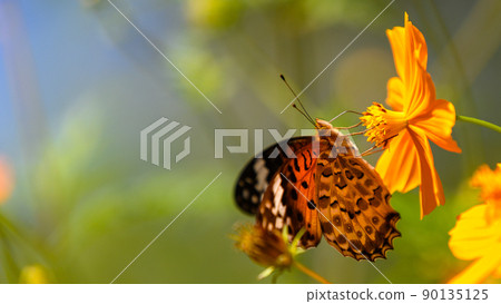 Indian Fritillary (Nymphalidae) Kibana cosmos flower (Cosmos genus) (Autumn) Japan, Kyushu, Yamato Town, Kumamoto Prefecture Indian Fritillary (Nymphalidae) Kibana cosmos flower (Cosmos genus) (Autumn) Japan, Kyushu, Yamato Town, Kumamoto Prefecture 90135125