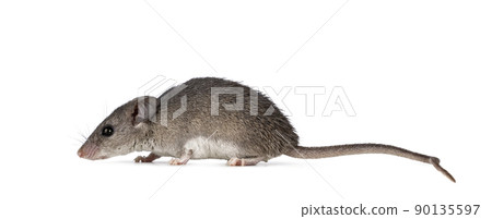 Cairo spiny mouse on white background Cairo spiny mouse on white background 90135597