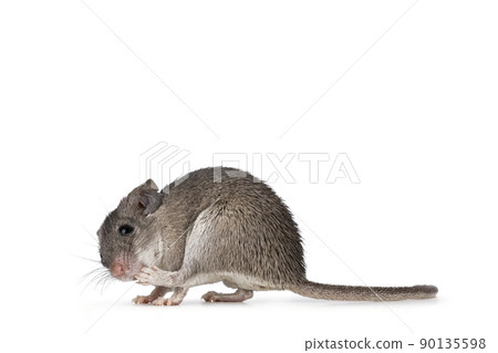 Cairo spiny mouse on white background Cairo spiny mouse on white background 90135598