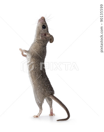 Cairo spiny mouse on white background Cairo spiny mouse on white background 90135599