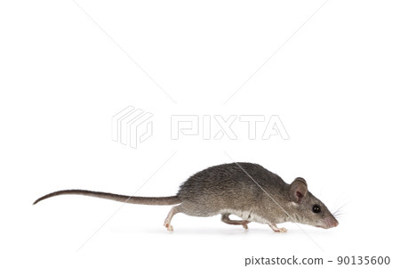 Cairo spiny mouse on white background Cairo spiny mouse on white background 90135600