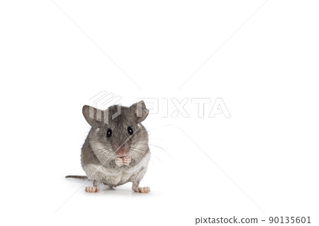 Cairo spiny mouse on white background Cairo spiny mouse on white background 90135601