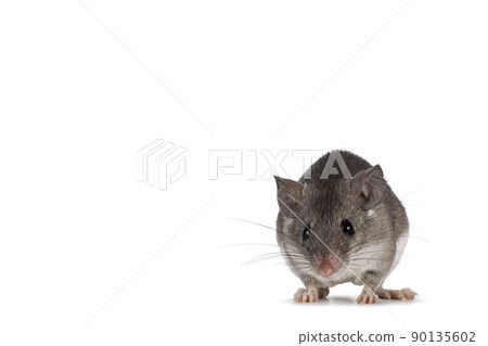 Cairo spiny mouse on white background Cairo spiny mouse on white background 90135602