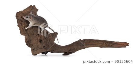 Cairo spiny mouse on white background Cairo spiny mouse on white background 90135604