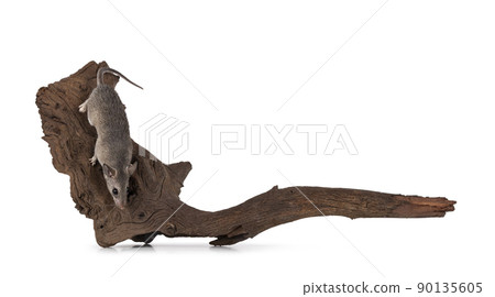 Cairo spiny mouse on white background Cairo spiny mouse on white background 90135605