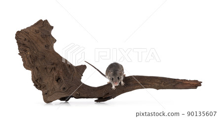 Cairo spiny mouse on white background Cairo spiny mouse on white background 90135607
