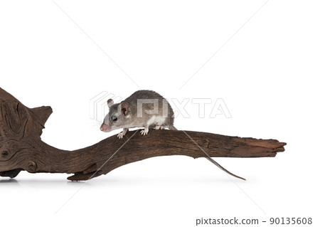 Cairo spiny mouse on white background Cairo spiny mouse on white background 90135608