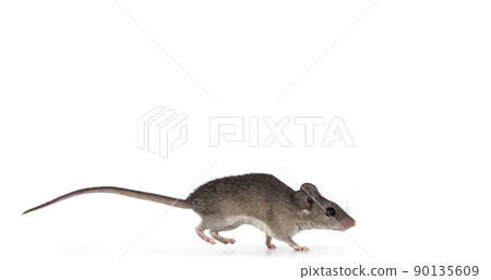 Cairo spiny mouse on white background Cairo spiny mouse on white background 90135609