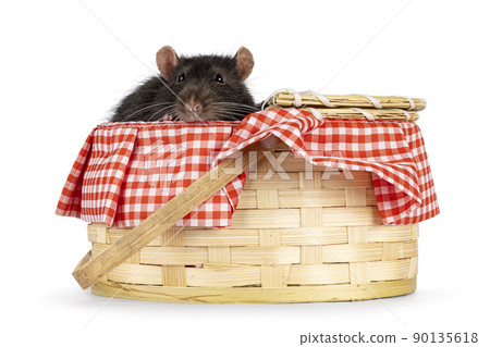 Brown pet rat on white background Brown pet rat on white background 90135618