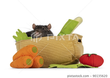 Brown pet rat on white background 90135620