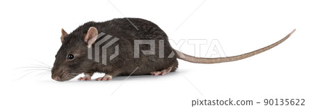 Brown pet rat on white background 90135622