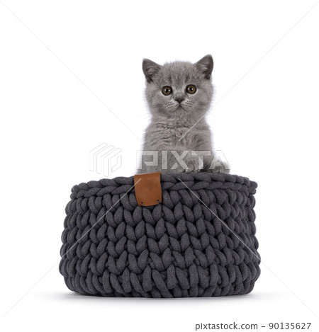 Solid blue British Shorthair cat on white 90135627