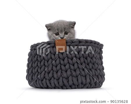 Solid blue British Shorthair cat on white 90135628