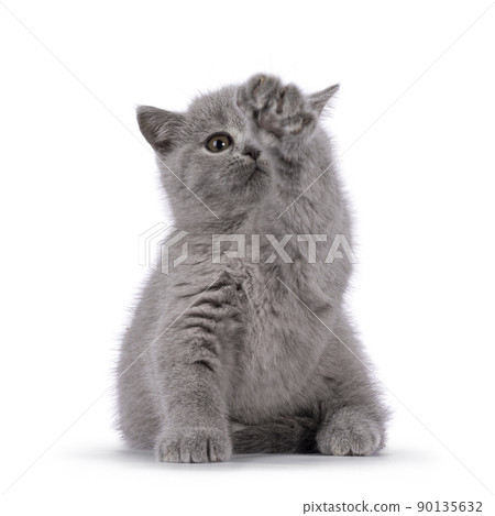 Solid blue British Shorthair cat on white 90135632