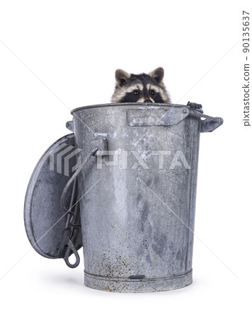 Raccoon on white background 90135637
