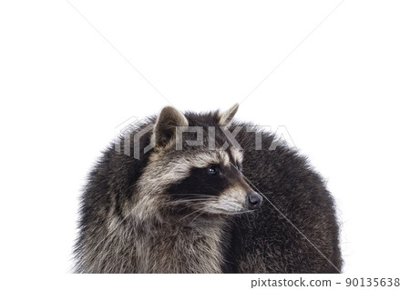 Raccoon on white background 90135638
