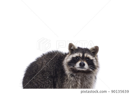 Raccoon on white background 90135639