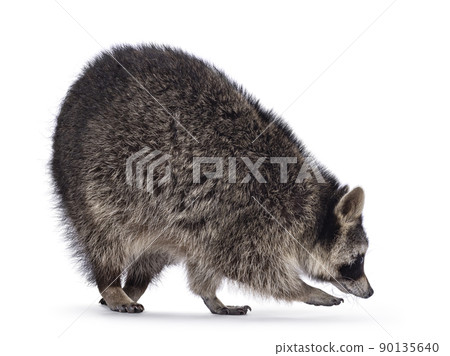 Raccoon on white background 90135640