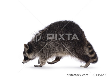 Raccoon on white background 90135643