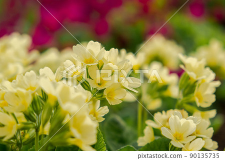 Easter concept. Primrose Primula with yellow flowers in flowerbed in spring time. Inspirational natural floral spring or summer blooming garden or park. Hello spring 90135735