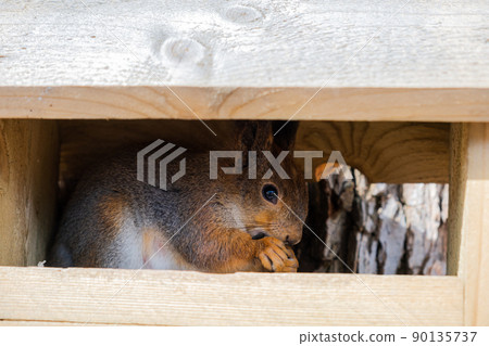 Outdoor portrait of cute curious red squirrel sitting in wooden feeder in forest background. Little fluffy wild animal fox squirrel with funny face in habitat close up. Urban wildlife in park 90135737
