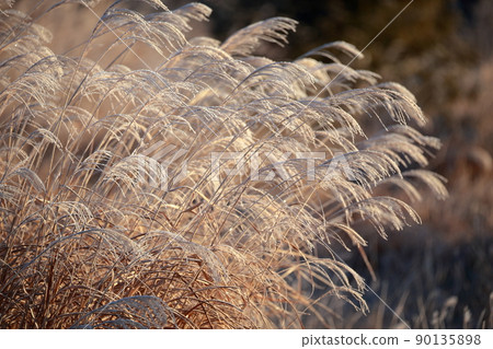 Rime on Japanese pampas grass Winter tradition (Mt. Chausu, Toyone Village, Aichi Prefecture) 90135898