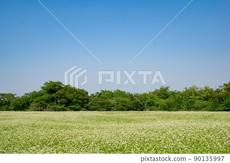 A wide field of buckwheat flowers 90135997