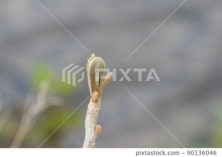 When the buds of plants and walnuts shine, young walnut buds that survived the harsh winter When the buds of plants and walnuts shine, young walnut buds that survived the harsh winter 90136046