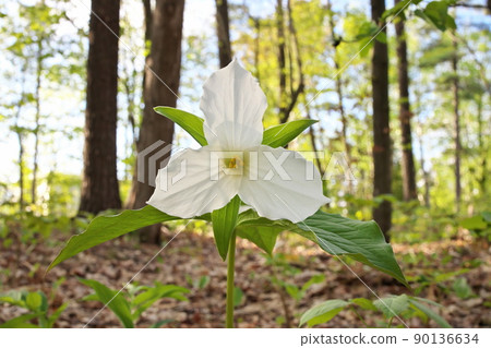 Low Angle Close Up of A Great White Trillium in the Woods in Spring in Ontario Canada Low Angle Close Up of A Great White Trillium in the Woods in Spring in Ontario Canada 90136634