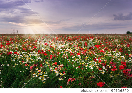 Summer field of red blooming poppies 90136890