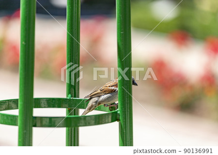 Sparrow. Brown sparrow leaning on a railing in the rose garden park of Parque del Oeste in Madrid. Background full of colorful flowers. Spring print. In Spain. Europe. Photography. Sparrow. Brown sparrow leaning on a railing in the rose garden park of Parque del Oeste in Madrid. Background full of colorful flowers. Spring print. In Spain. Europe. Photography. 90136991