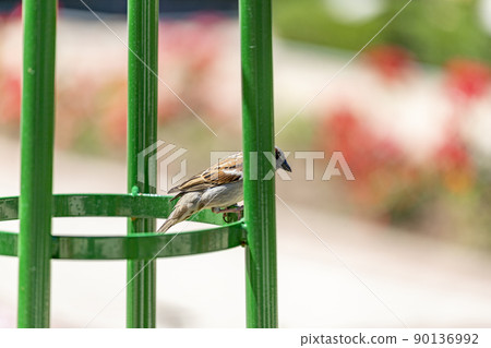 Sparrow. Brown sparrow leaning on a railing in the rose garden park of Parque del Oeste in Madrid. Background full of colorful flowers. Spring print. In Spain. Europe. Photography. Sparrow. Brown sparrow leaning on a railing in the rose garden park of Parque del Oeste in Madrid. Background full of colorful flowers. Spring print. In Spain. Europe. Photography. 90136992