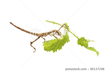 stick insect in studio stick insect in studio 90137296