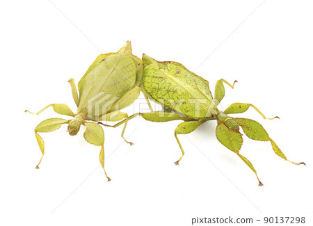 stick insect in studio stick insect in studio 90137298