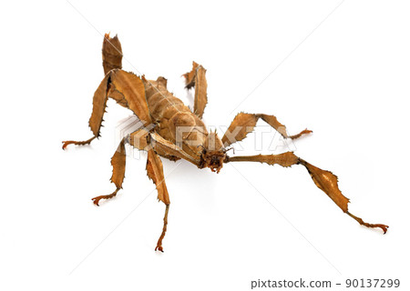 stick insect in studio 90137299