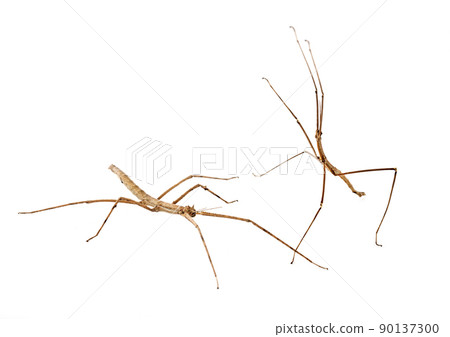 stick insect in studio stick insect in studio 90137300
