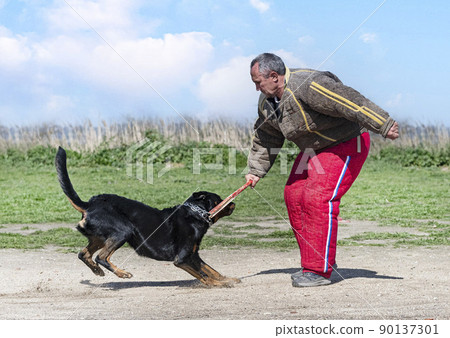 training of french shepherd training of french shepherd 90137301